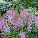 Koliko, kako i kada cvjeta astilba